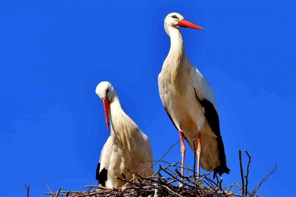 Aux Cigognes De Blotzheim Daire Dış mekan fotoğraf